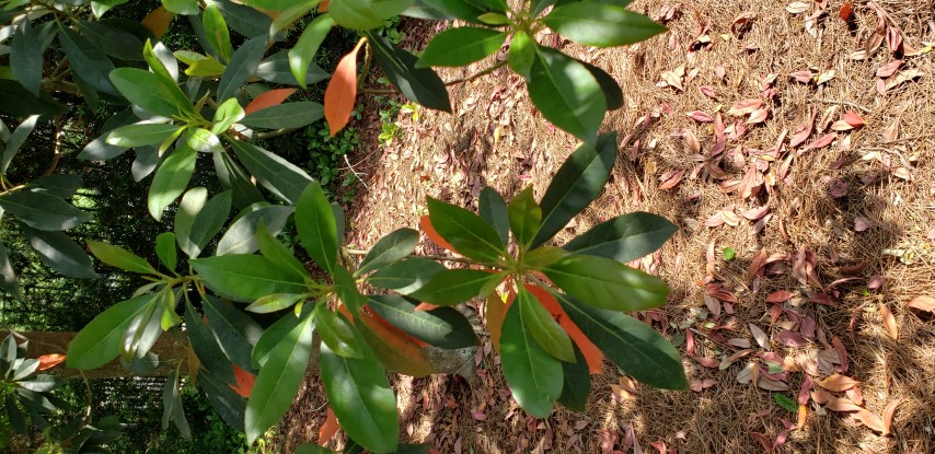 Elaeocarpus decipiens plantplacesimage20190413_145427.jpg