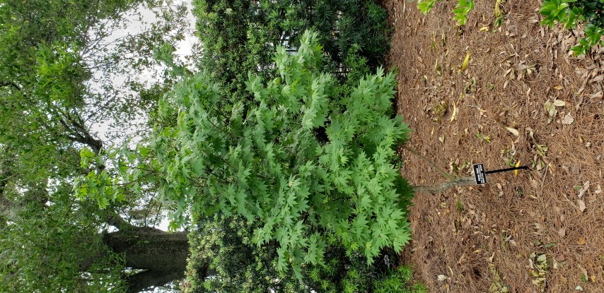Acer pseudoseiboldianum plantplacesimage20190413_150052.jpg