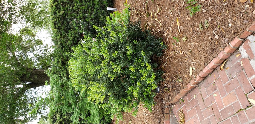 ilex latifolia plantplacesimage20190413_150202.jpg