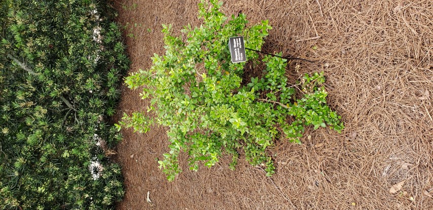 Myrcianthes fragrans plantplacesimage20190413_150603.jpg