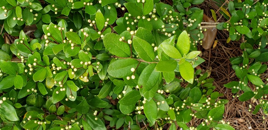 Myrcianthes fragrans plantplacesimage20190413_150612.jpg