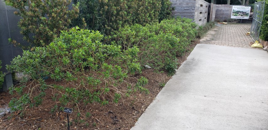 Glaphimia glaucoma plantplacesimage20190413_151343.jpg