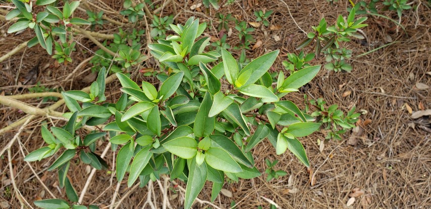 Glaphimia glaucoma plantplacesimage20190413_151356.jpg