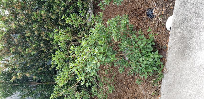 Glaphimia glaucoma plantplacesimage20190413_151406.jpg