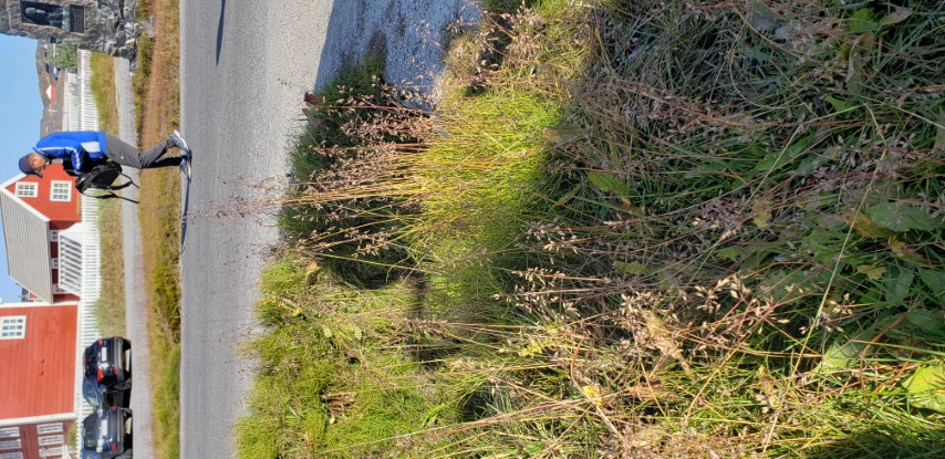 Poa articia plantplacesimage20190826_095338.jpg