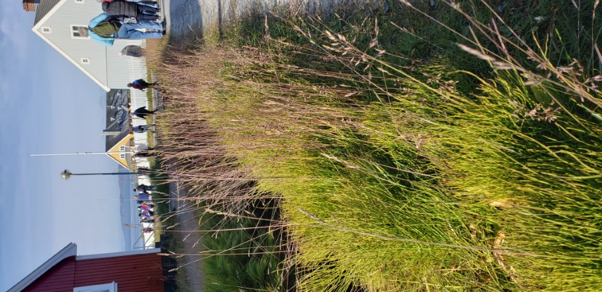 Poa articia plantplacesimage20190826_095500.jpg