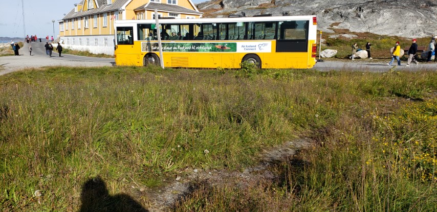 Poa articia plantplacesimage20190826_100006.jpg