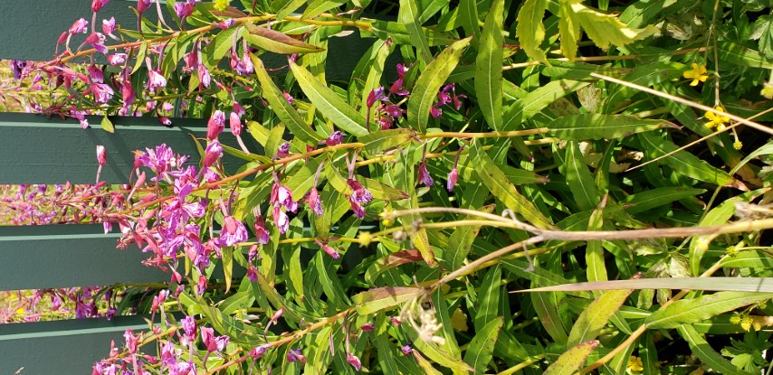 Chamerion angustifolium plantplacesimage20190826_114216.jpg