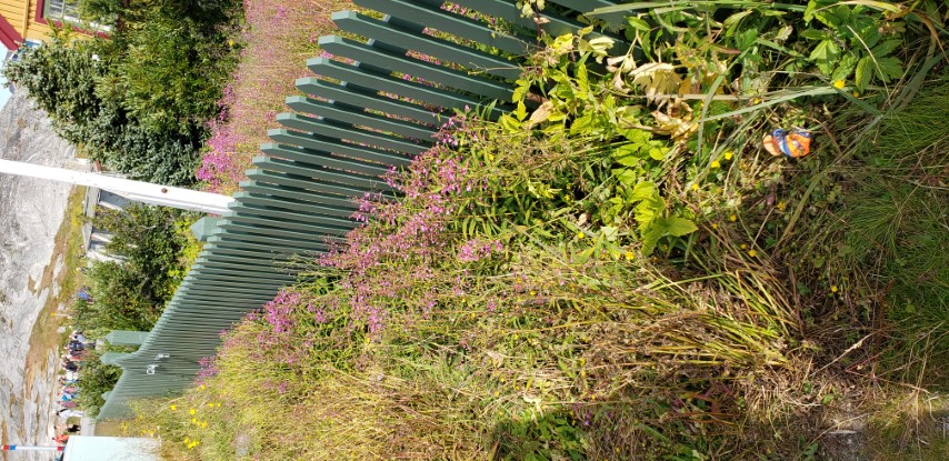 Chamerion angustifolium plantplacesimage20190826_114230.jpg
