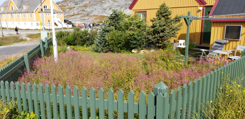 Chamerion angustifolium plantplacesimage20190826_114246.jpg