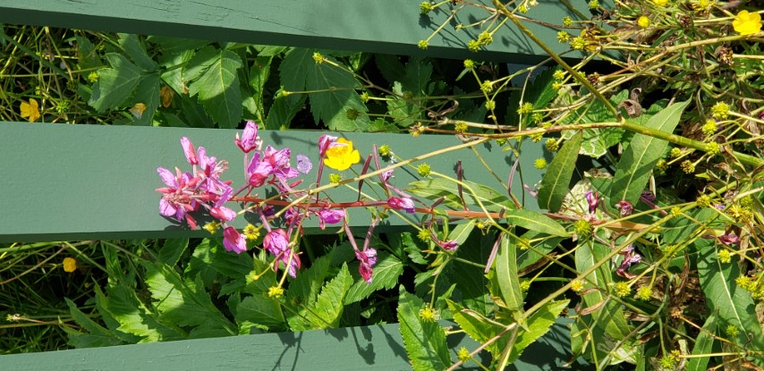 Chamerion angustifolium plantplacesimage20190826_114314.jpg