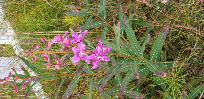 Chamerion angustifolium plantplacesimage20190826_120123.jpg