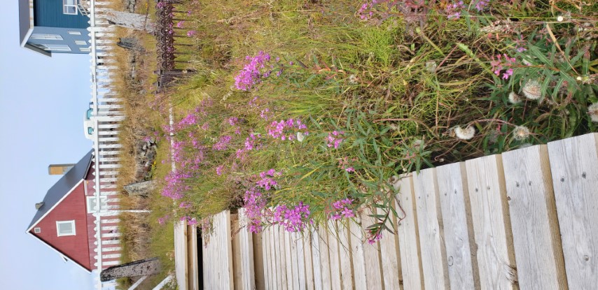 Chamerion angustifolium plantplacesimage20190826_120238.jpg