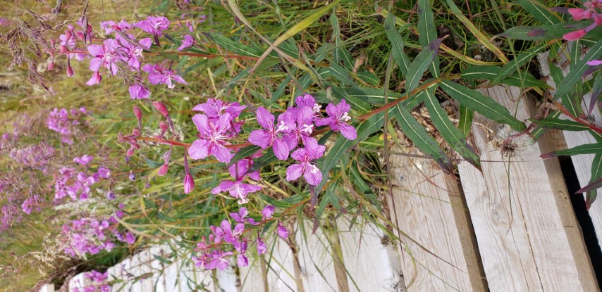 Chamerion angustifolium plantplacesimage20190826_120249.jpg
