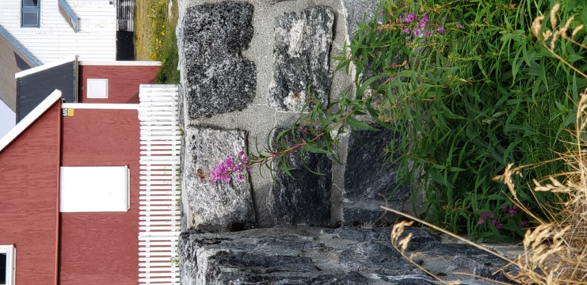 Chamerion angustifolium plantplacesimage20190826_122333.jpg