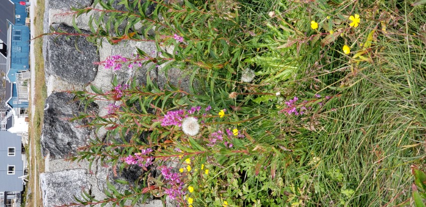 Chamerion angustifolium plantplacesimage20190826_122528.jpg