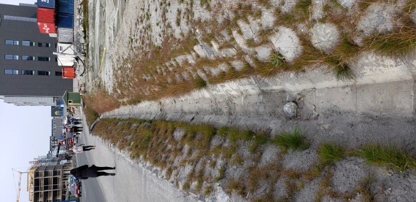 Poa articia plantplacesimage20190826_134544.jpg