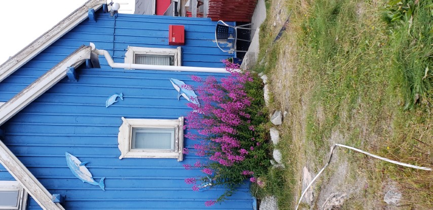 Chamerion angustifolium plantplacesimage20190828_082548.jpg