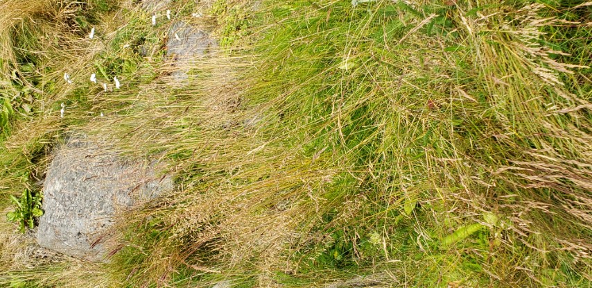 Poa articia plantplacesimage20190828_102933.jpg