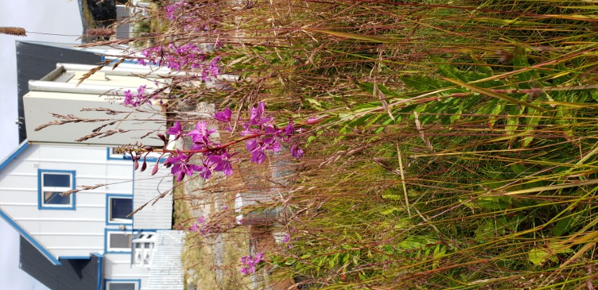 Chamerion angustifolium plantplacesimage20190828_104021.jpg