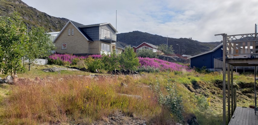 Chamerion angustifolium plantplacesimage20190828_104035.jpg
