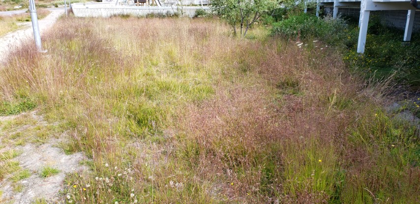 Poa articia plantplacesimage20190828_105603.jpg