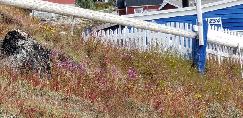 Chamerion angustifolium plantplacesimage20190828_112224.jpg