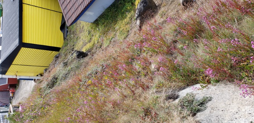 Chamerion angustifolium plantplacesimage20190828_112319.jpg