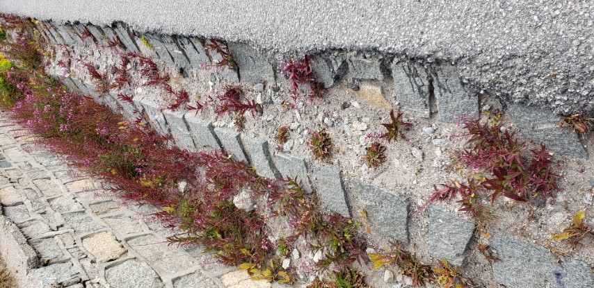 Chamerion angustifolium plantplacesimage20190828_112723.jpg