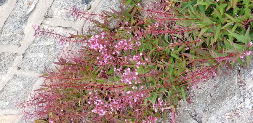 Chamerion angustifolium plantplacesimage20190828_112737.jpg