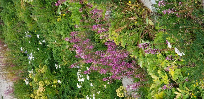 Chamerion angustifolium plantplacesimage20190828_112838.jpg