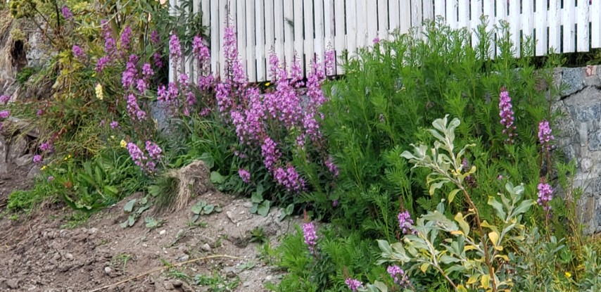Chamerion angustifolium plantplacesimage20190828_113404.jpg