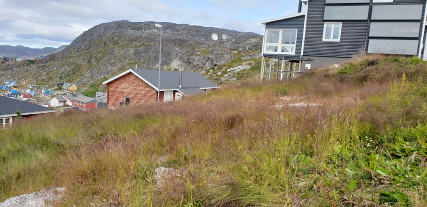 Poa articia plantplacesimage20190828_114358.jpg