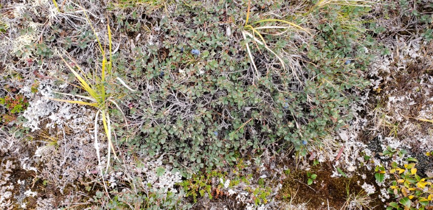 Vaccinium uliginosum plantplacesimage20190828_120731.jpg