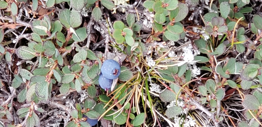 Vaccinium uliginosum plantplacesimage20190828_120746.jpg