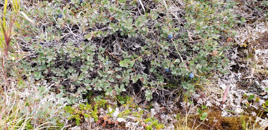 Vaccinium uliginosum plantplacesimage20190828_120804.jpg