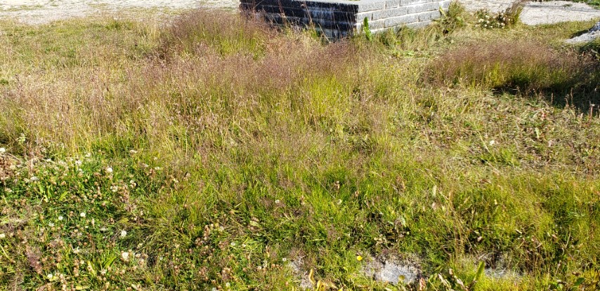 Poa articia plantplacesimage20190829_112100.jpg