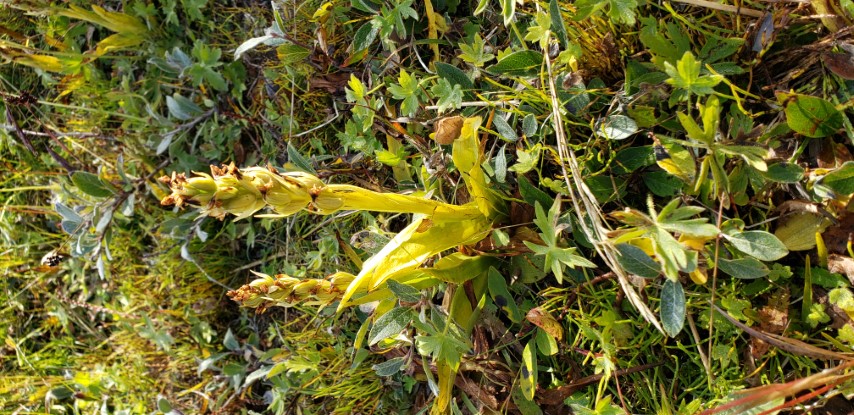 Bistorta vivipara plantplacesimage20190829_113858.jpg