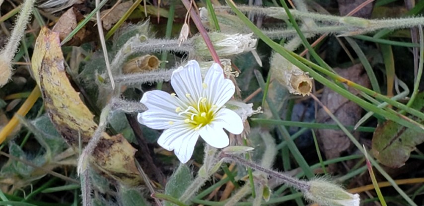 Cerastium cerrastoides plantplacesimage20190829_152324.jpg