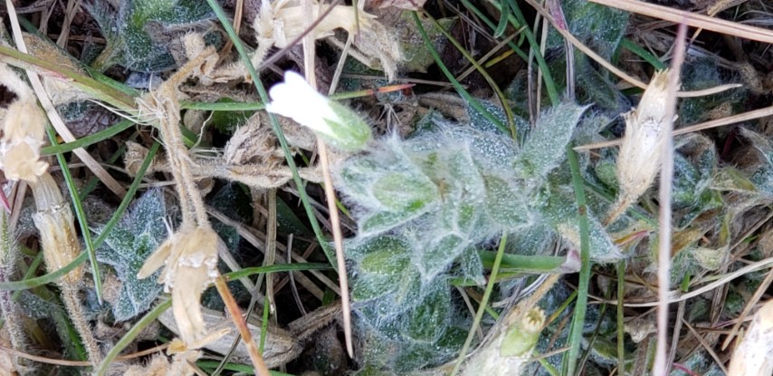 Cerastium cerrastoides plantplacesimage20190829_152341.jpg