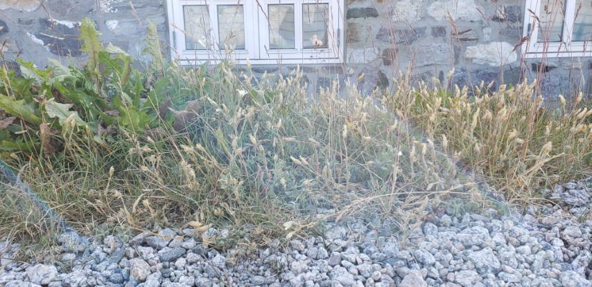 Cerastium cerrastoides plantplacesimage20190829_152430.jpg