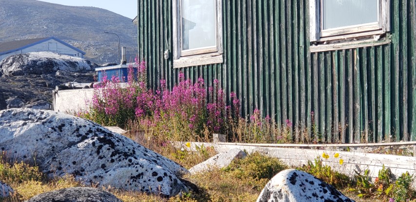 Chamerion angustifolium plantplacesimage20190829_160819.jpg