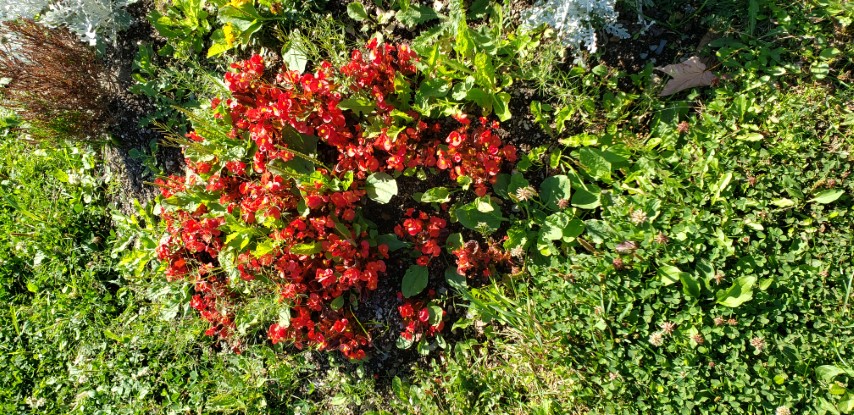 Begonia grandis plantplacesimage20190901_115401.jpg