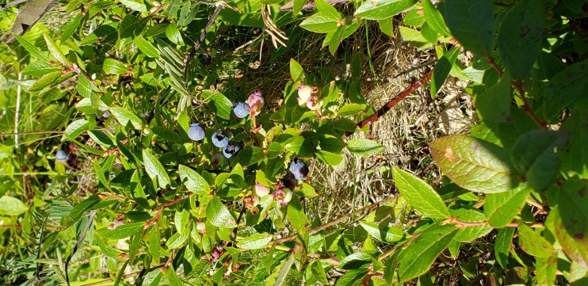 Vaccinium oligunosum plantplacesimage20190901_155027.jpg