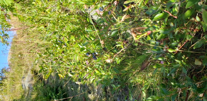 Vaccinium oligunosum plantplacesimage20190901_155045.jpg