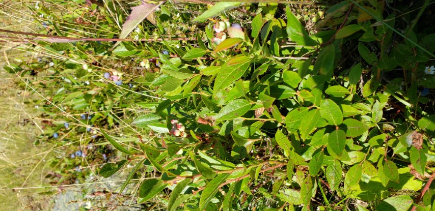 Vaccinium oligunosum plantplacesimage20190901_155204.jpg