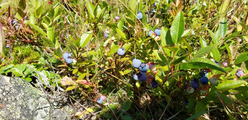 Vaccinium oligunosum plantplacesimage20190901_155219.jpg