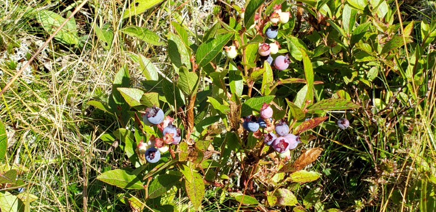 Vaccinium oligunosum plantplacesimage20190901_155228.jpg