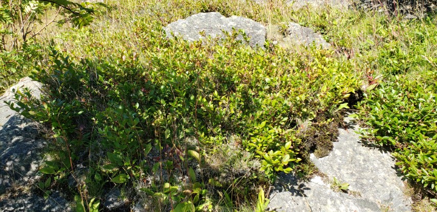 Vaccinium oligunosum plantplacesimage20190901_155319.jpg