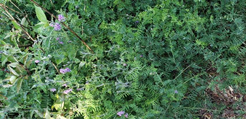 Vicia cracca plantplacesimage20190901_161621.jpg